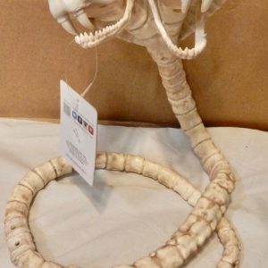 American Plat Bone Snake / 360VS-U